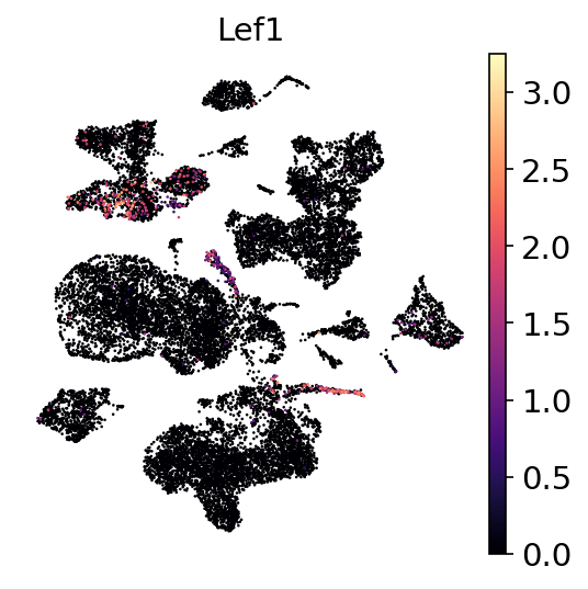 P21W Lef1 RNA UMAP expression plot