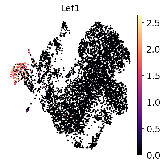 P21W Lef1 RNA UMAP expression plot