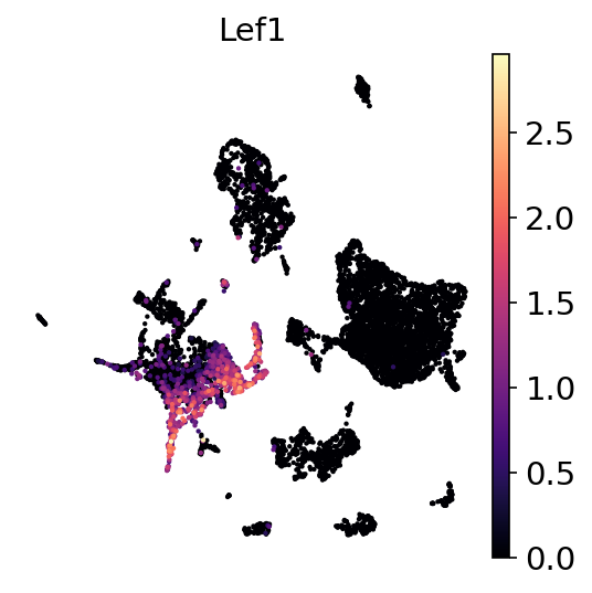 P2 Lef1 RNA UMAP expression plot