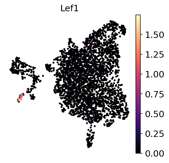 P2 Lef1 RNA UMAP expression plot