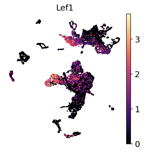 P2 Lef1 RNA UMAP expression plot