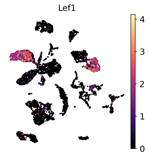 P21 Lef1 RNA UMAP expression plot