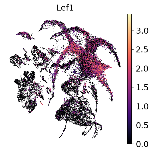P21W Lef1 RNA UMAP expression plot