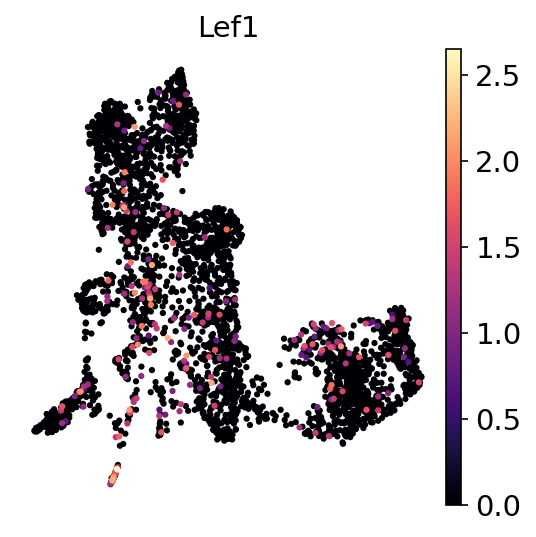 P21W Lef1 RNA UMAP expression plot