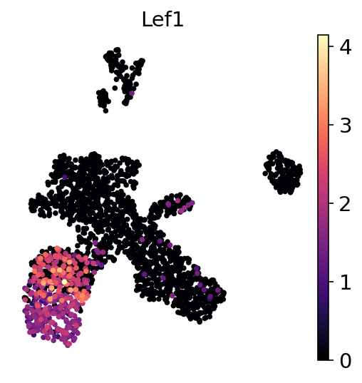 P21 Lef1 RNA UMAP expression plot