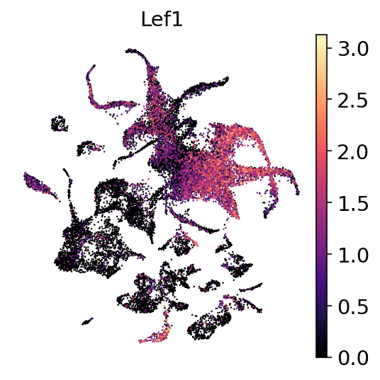 P2W Lef1 RNA UMAP expression plot