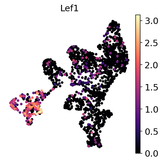 P2W Lef1 RNA UMAP expression plot