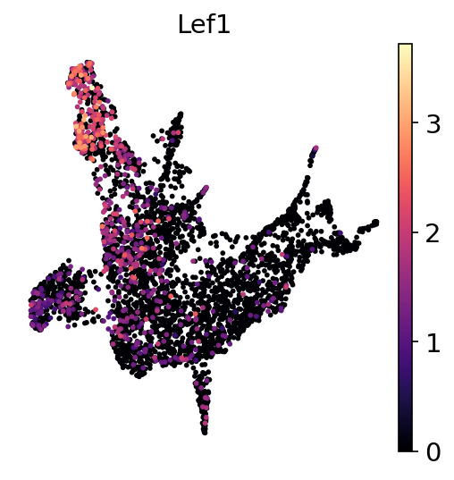 P2 Lef1 RNA UMAP expression plot
