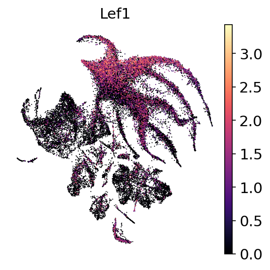 P2W Lef1 RNA UMAP expression plot