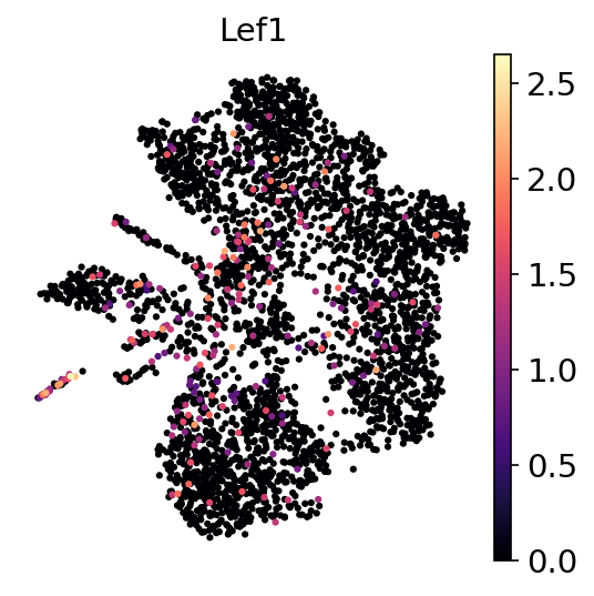 P2W Lef1 RNA UMAP expression plot