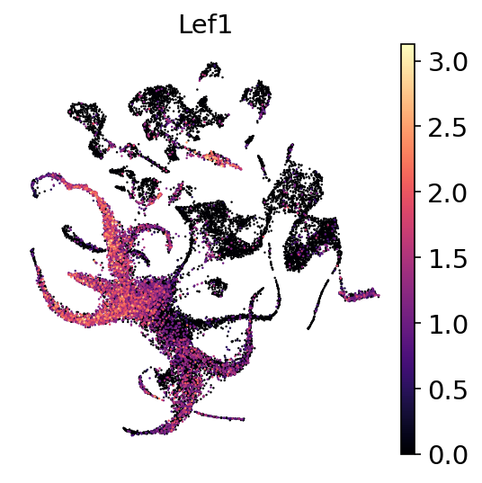 P21 Lef1 RNA UMAP expression plot