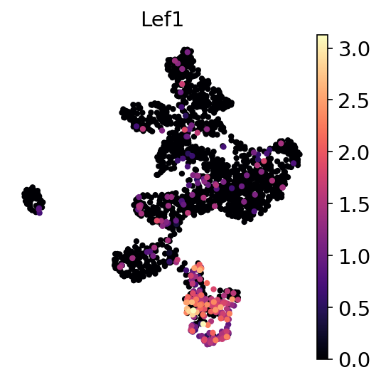 P21 Lef1 RNA UMAP expression plot